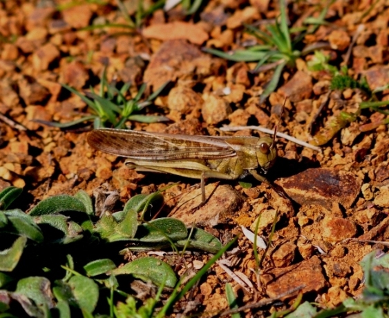 Locusta migratoria